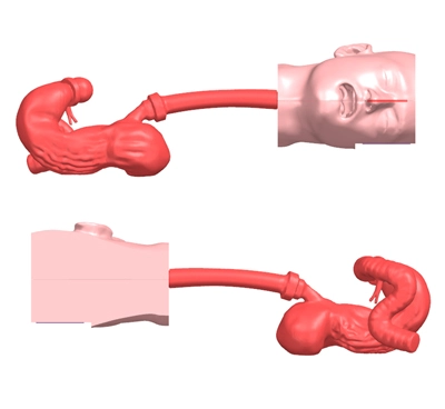 gastrointestinal model