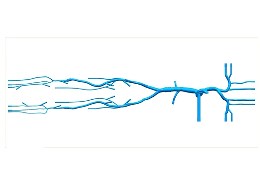 Drawing of Superior And Inferior Vena Cava-Lower Extremity Vein Simulation Model