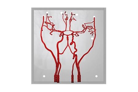 硅胶神经血管的真实解剖结构