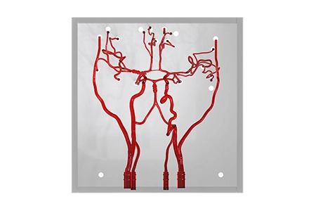 True Anatomical Structure of Silicone Neuro Vessels