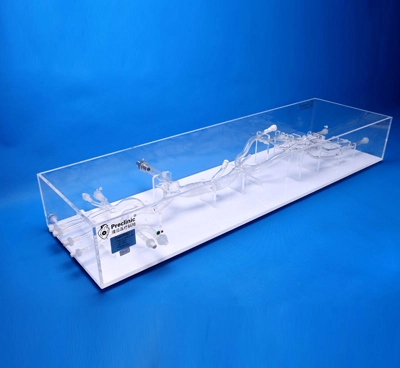Superior and Inferior Vena Cava - Lower Extremity Vein Simulation Model ...