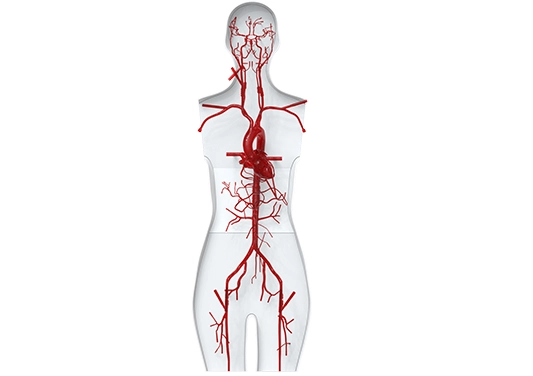 Drawing of Full Body Vascular Simulation