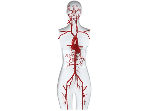 Silicone Full Body Vascular Models Manufacturer, Vascular System Model ...