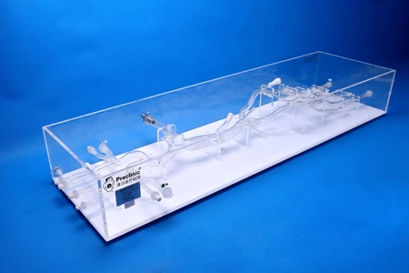 Superior And Inferior Vena Cava-Lower Extremity Vein Simulation Model