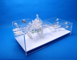 心脏介入训练模型-A型