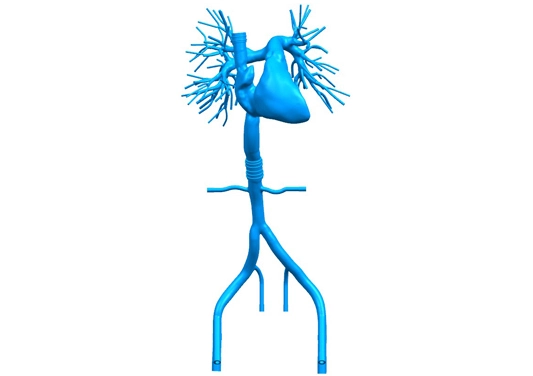 Drawing of Right Cardio-Pulmonary Artery Simulation Model