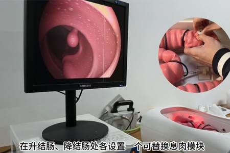 结肠镜介入训练模型