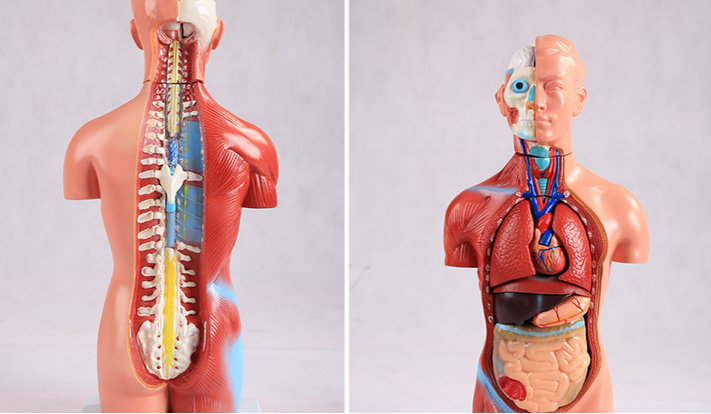 人体模型.png