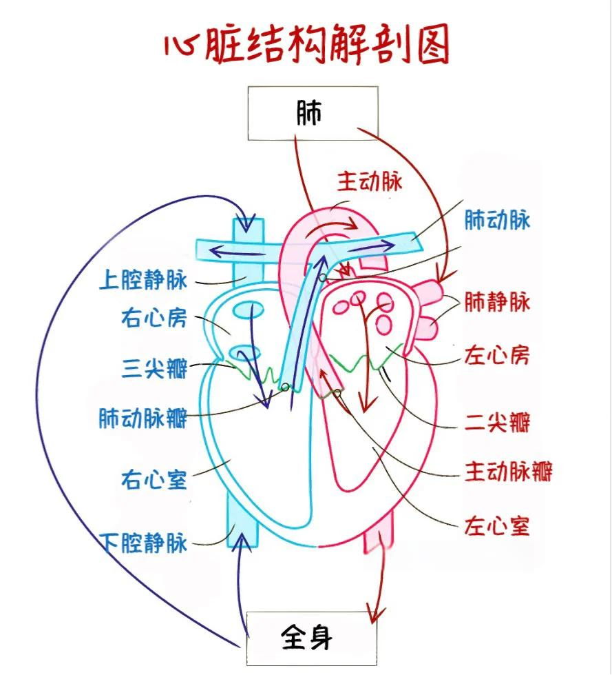 心脏解剖结构图.png