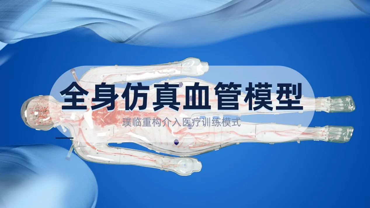 璞临医疗全身仿真血管模型，重构介入医疗训练模式