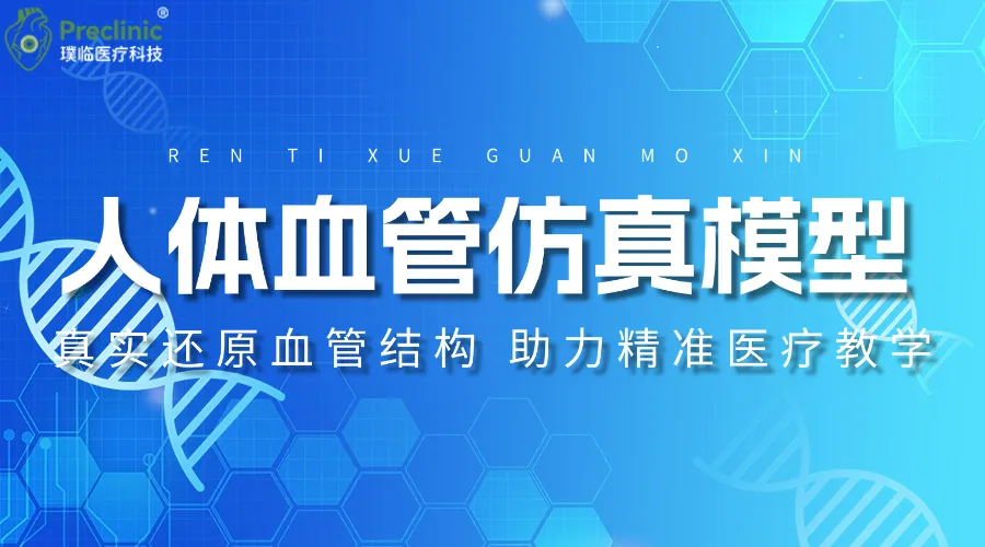 人体血管仿真模型：真实还原血管结构，助力精准医疗教学