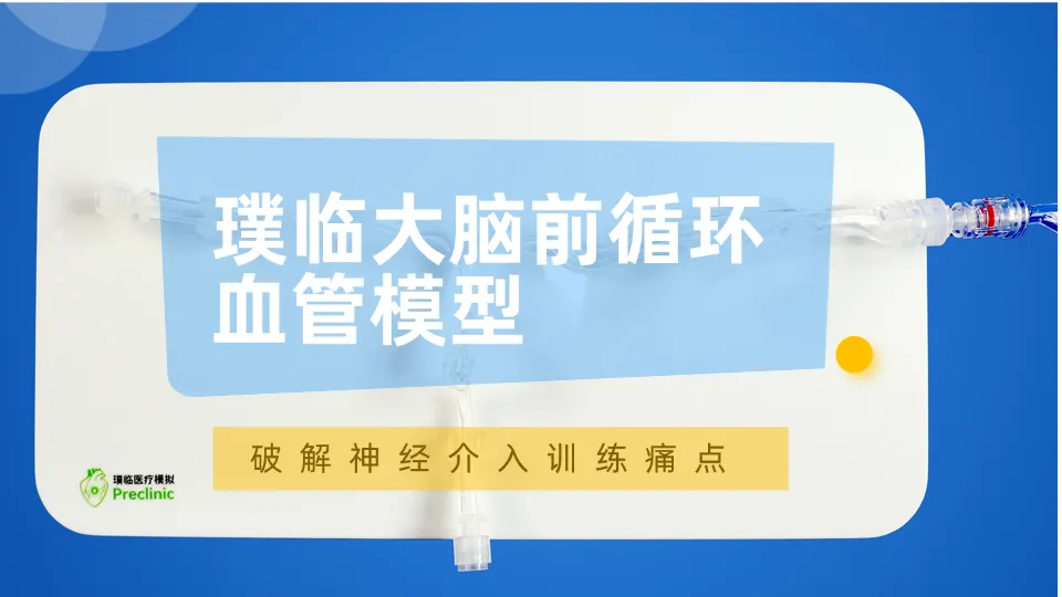 上海大脑前循环血管模型选哪家？璞临破解神经介入训练痛点