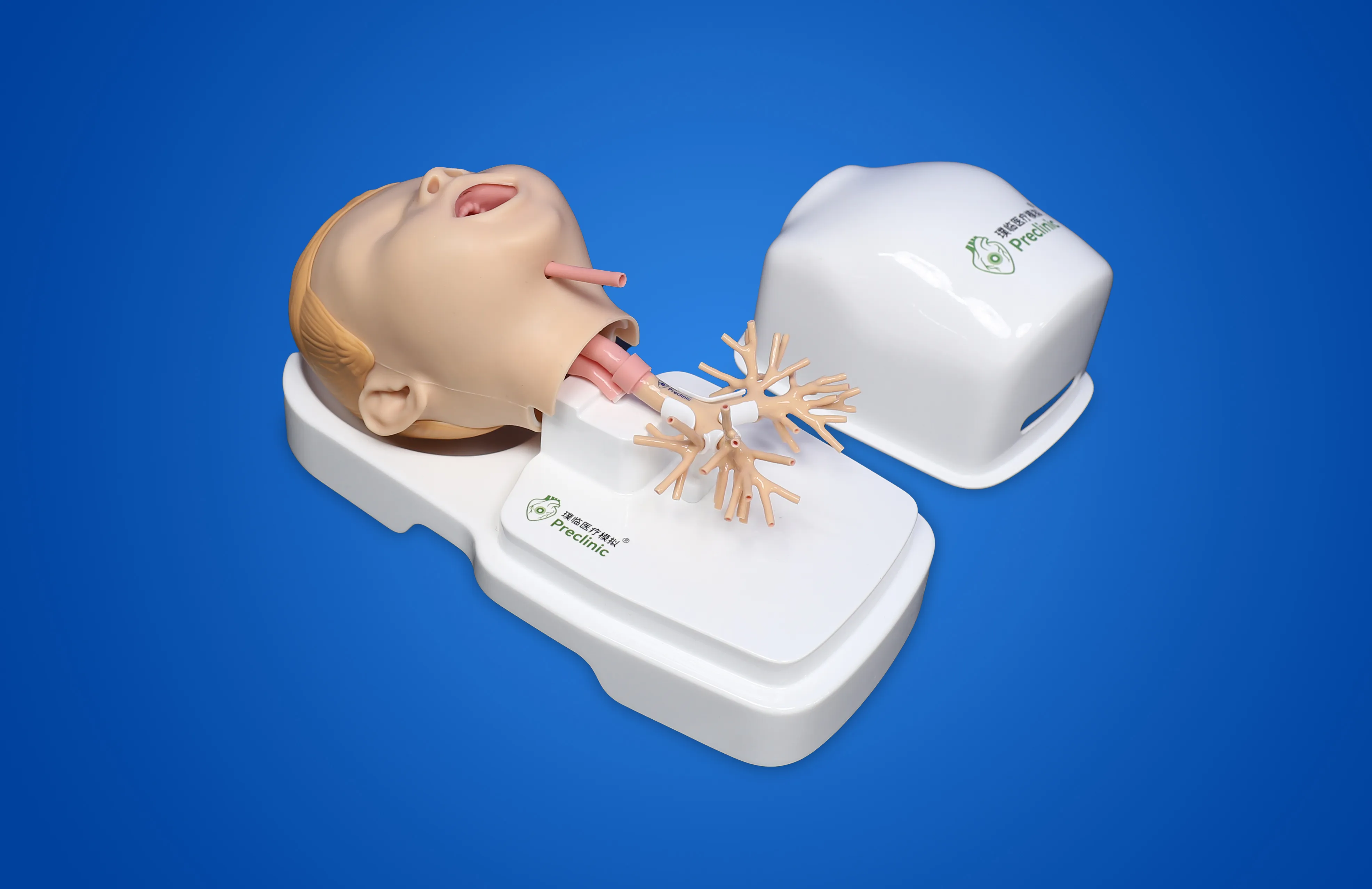 儿童支气管模型01