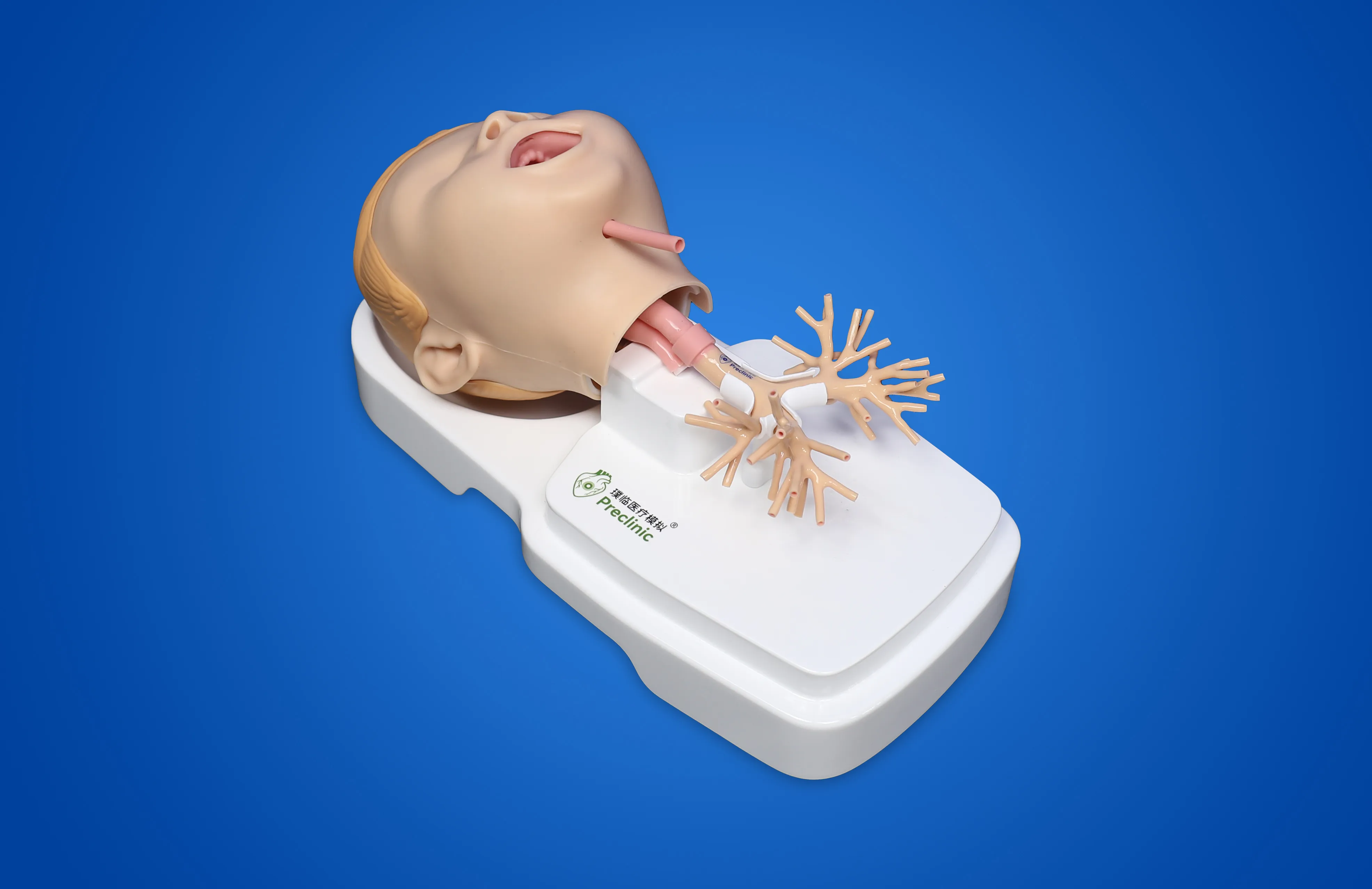 儿童支气管模型02