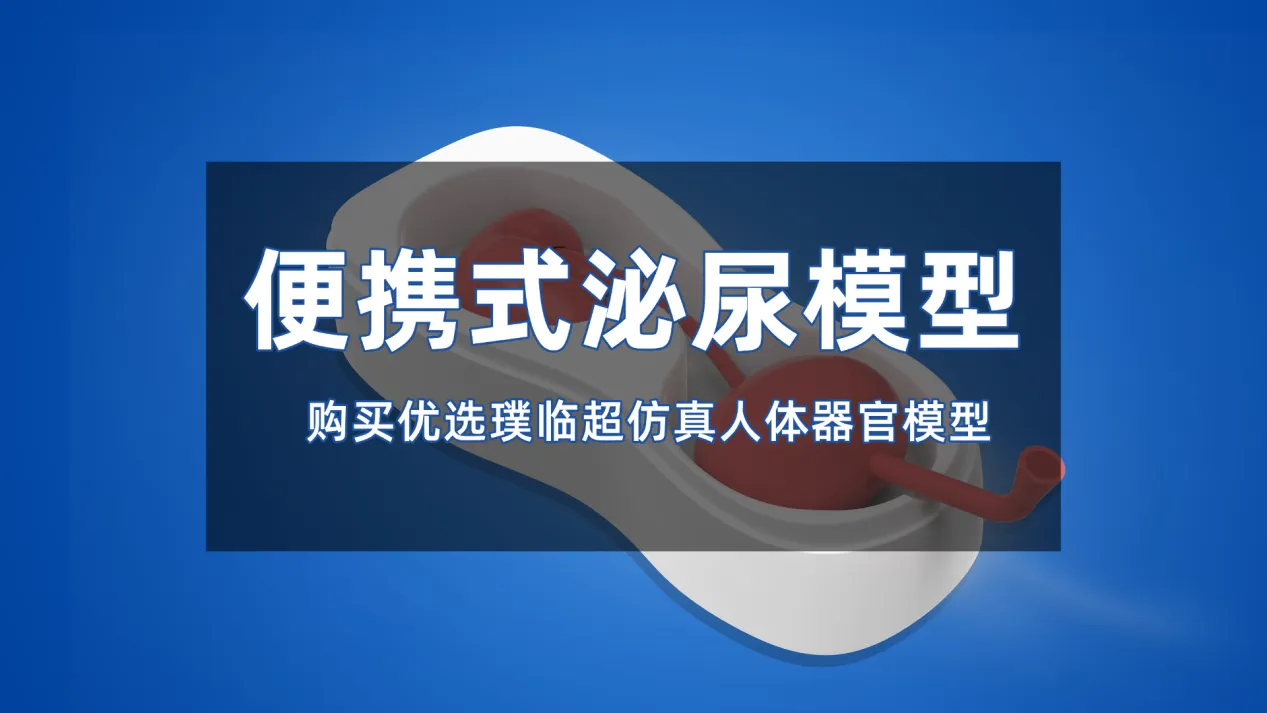 便携式泌尿模型，超仿真人体器官模型购买推荐