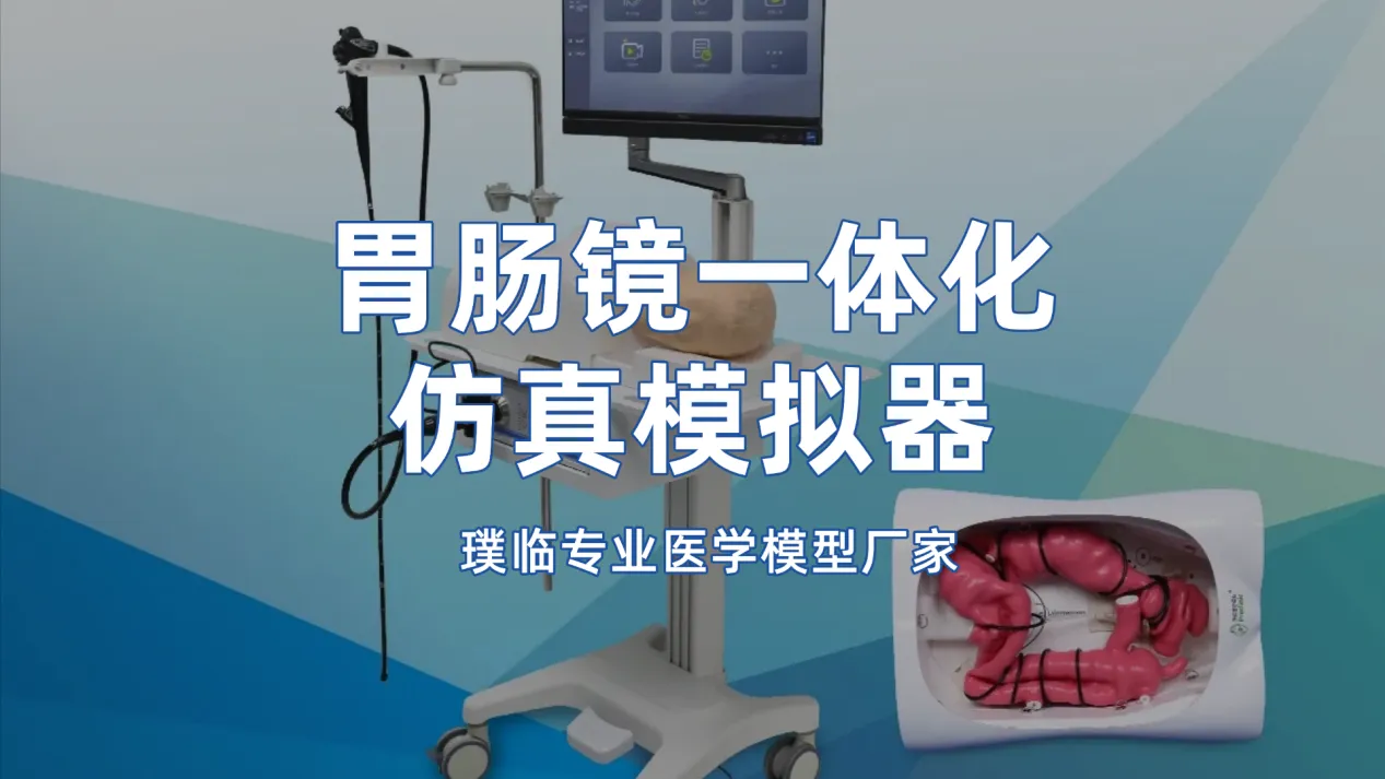 购买仿真人体模型哪家好？璞临专业医学模型厂家打造胃肠镜一体化仿真模拟器