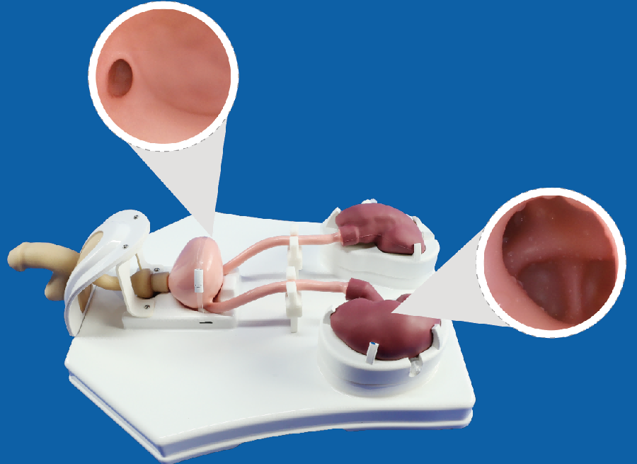 璞临泌尿内镜训练模型.png