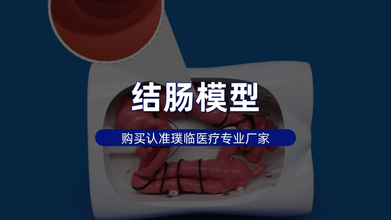 璞临仿真人体结肠模型，临床训练模型购买认准专业厂家
