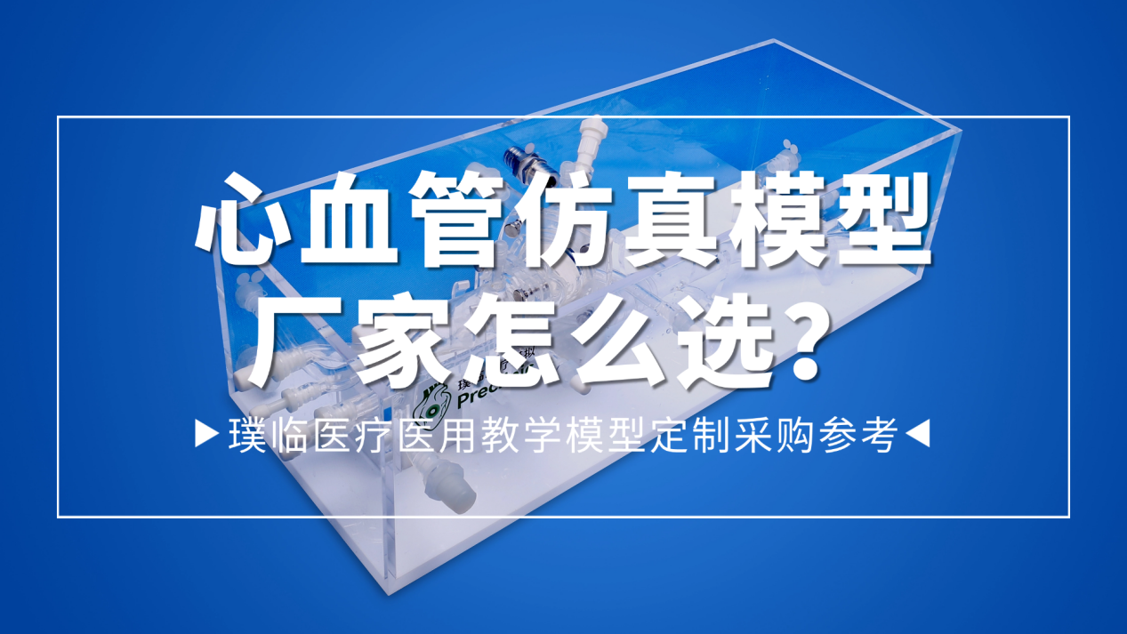 心血管仿真模型厂家怎么选？璞临医疗医用教学模型定制采购参考