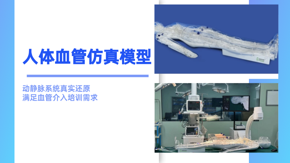人体血管仿真模型：动静脉系统真实还原，满足血管介入培训需求