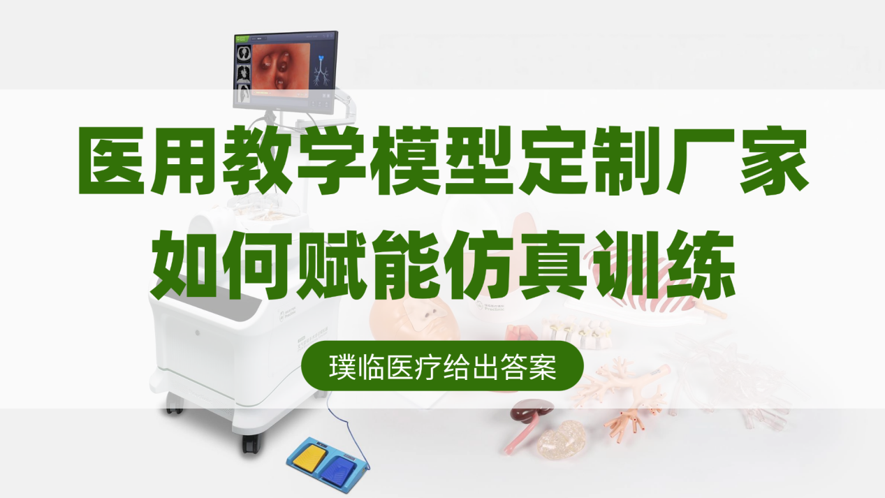医用教学模型定制厂家如何赋能仿真训练？璞临医疗给出答案