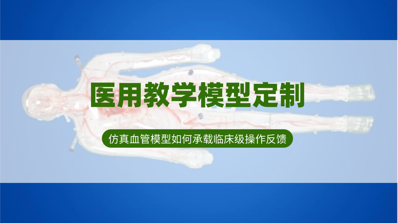 医用教学模型定制：仿真血管模型如何承载临床级操作反馈？