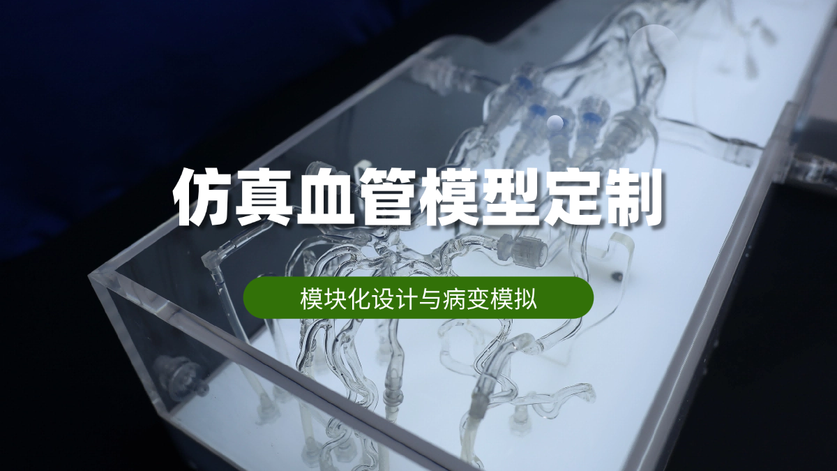 仿真血管模型如何服务医用教学？璞临医疗的定制化实践