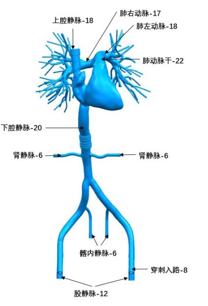 右心-肺动脉各部位介绍.png
